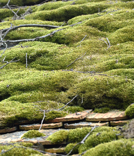 Dachbegrünung für nachhaltige Umwelt